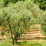 Il nostro 'Olio Extra Vergine d'oliva Bio nasce in questa Uliveta!