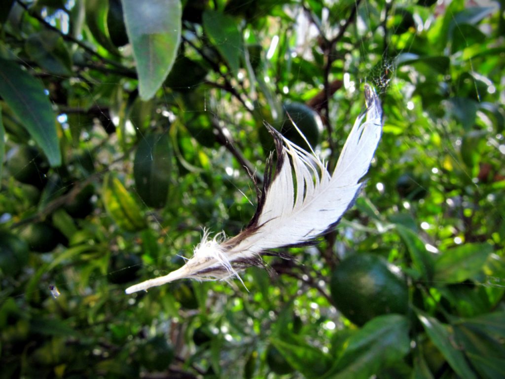 Olio Extra Vergine d'Oliva Bio e Leggero