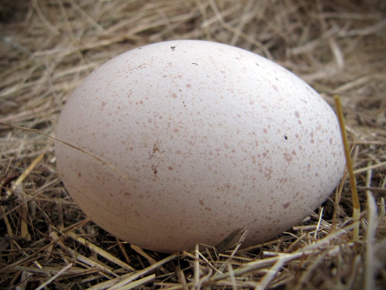 Uovo di Tacchina
